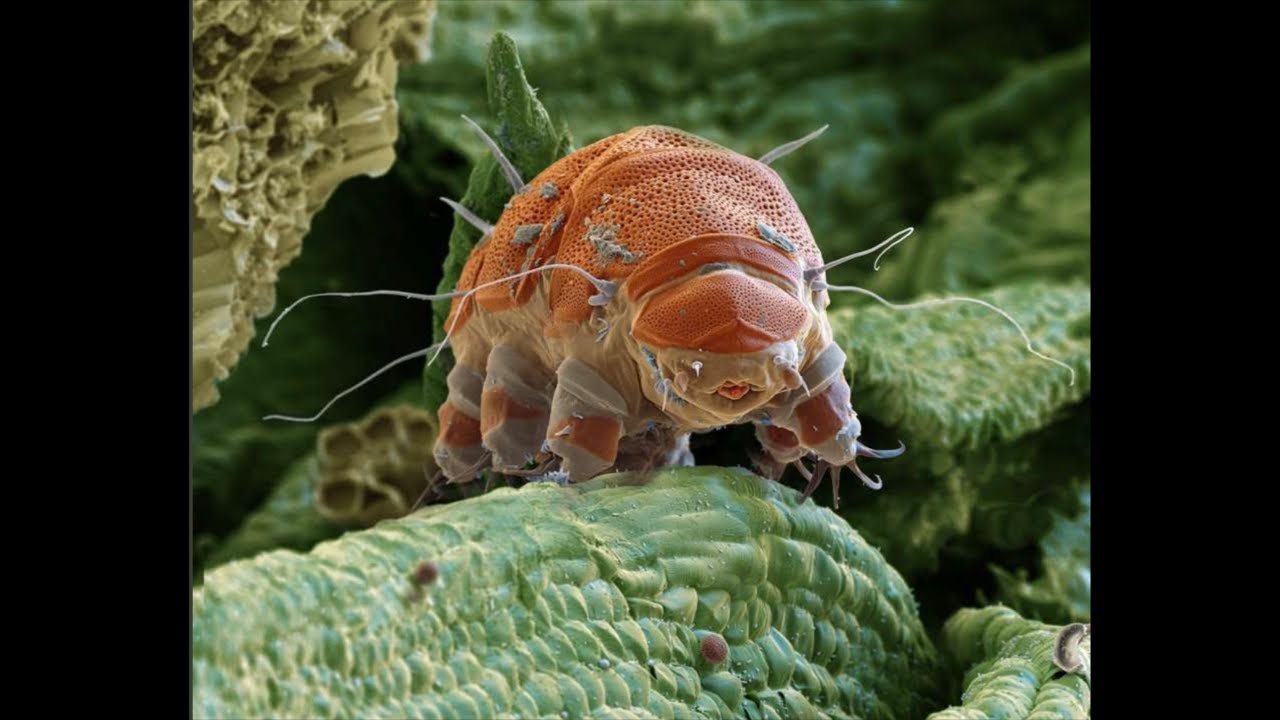 Реакция Глистов на Чеснок под Микроскопом (The reaction of worms to garlic under a microscope)