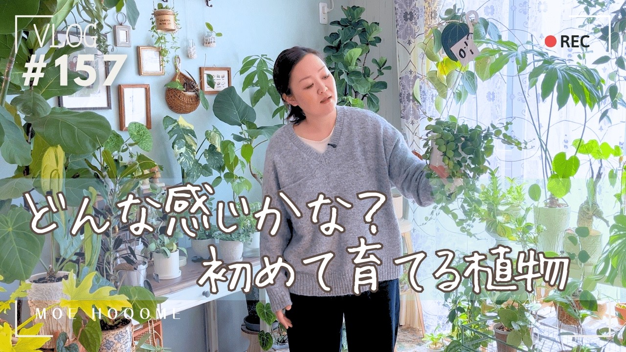 【観葉植物の植替え】初めて育てるエスキナンサス｜ゆるVlog（Vlog/157）