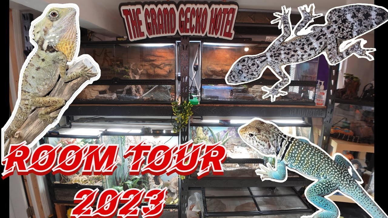 My Last Reptile Room Tour!