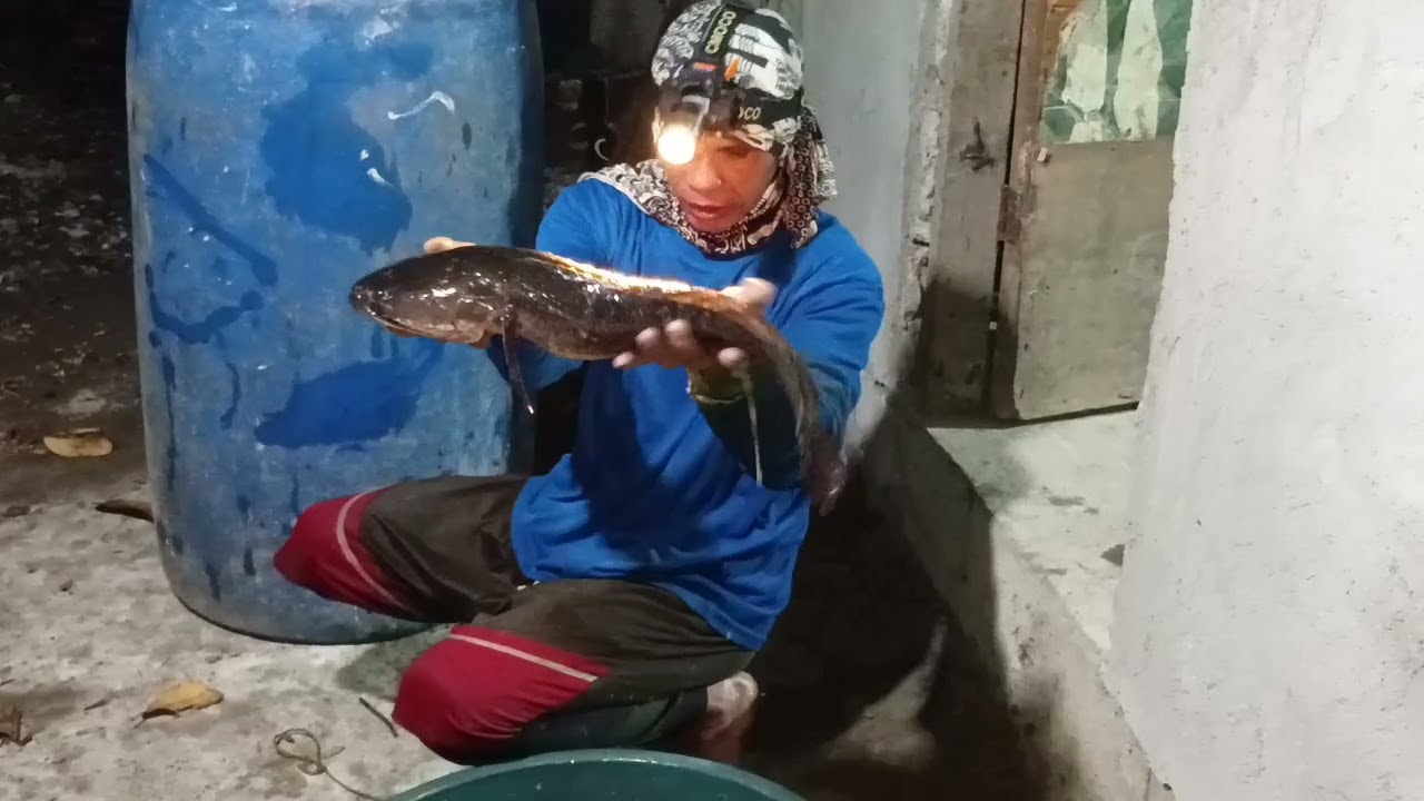 Mga mamaw na dalag🐟🌾