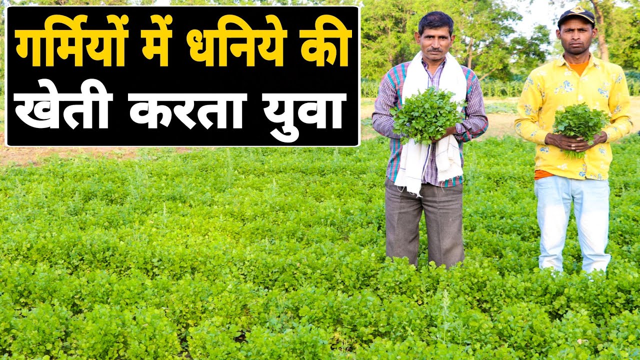 गर्मियों में करें हरे धनिया की खेती होगी लाखों की कमाई | Coriander farming | धनिया की खेती