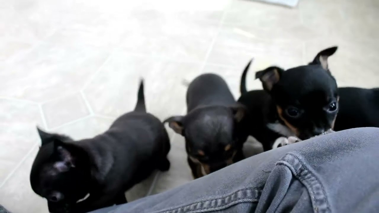 Chihuahua Puppies For Sale