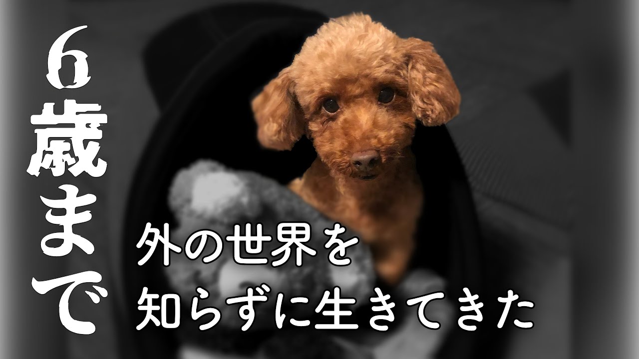 6歳まで外の世界を知らず震えていた繁殖犬が飼い犬になった日