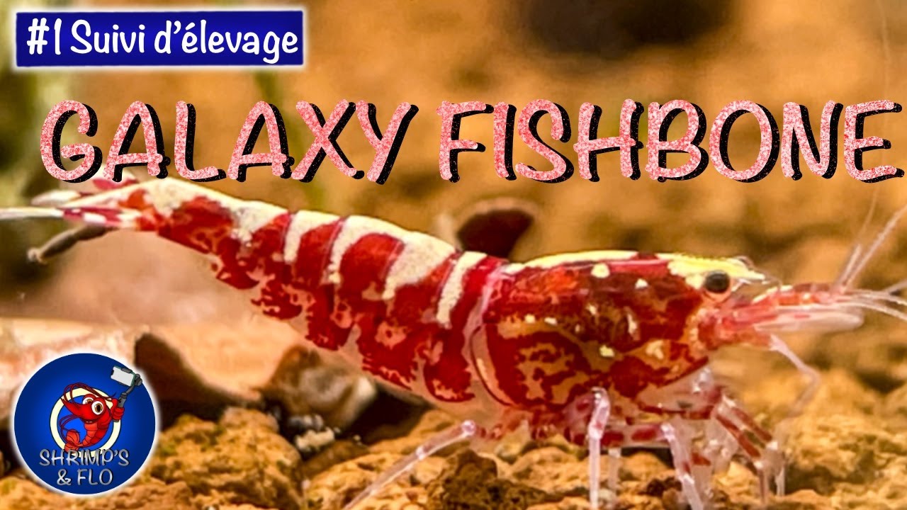 TaiTiBee Fishbone red (TangTai ?) - [SUIVI D'ÉLEVAGE #1]