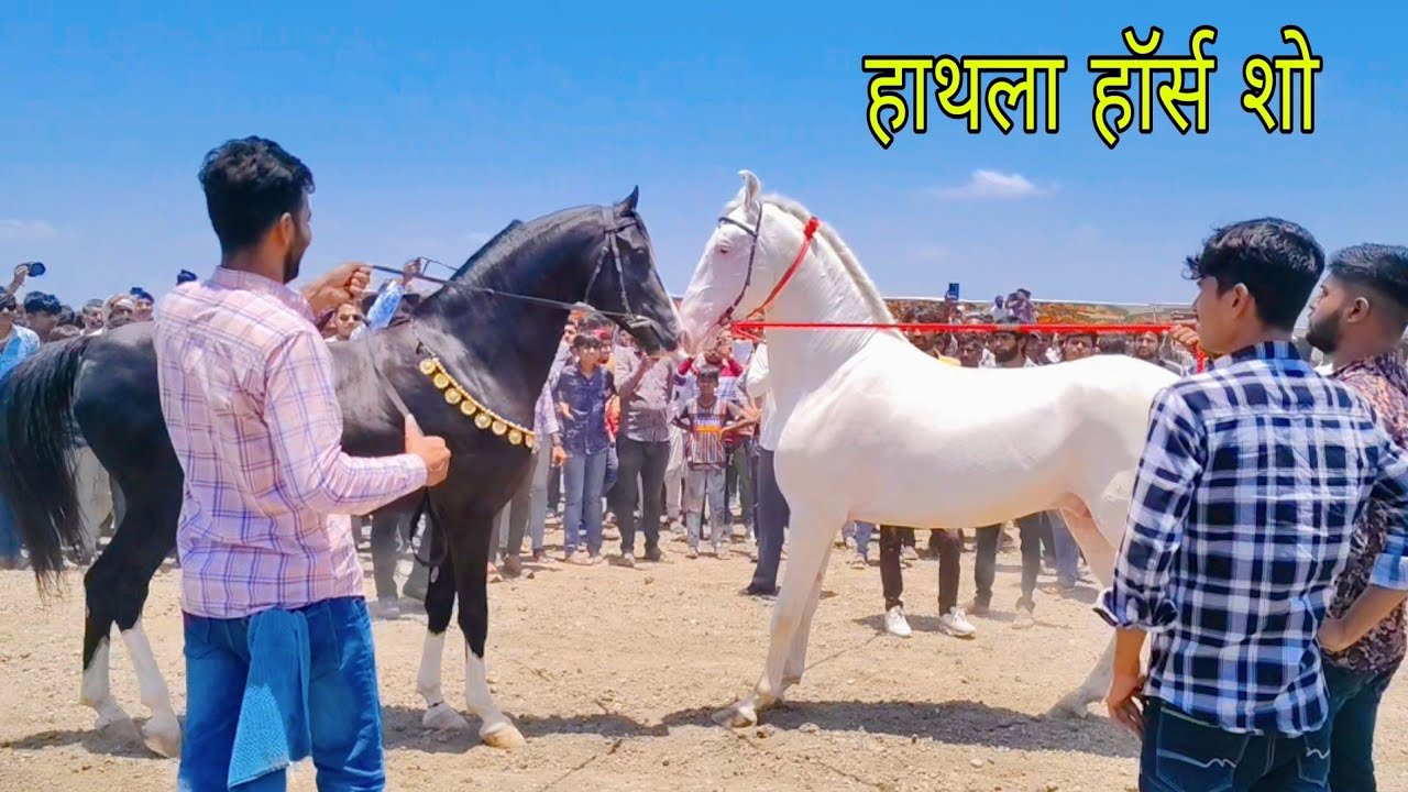 hathla horse race 2024#marvadihorse #horsepower