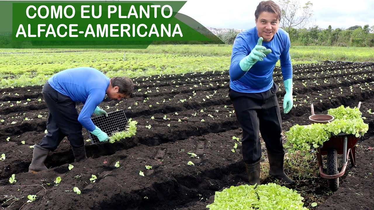 COMO EU PLANTO ALFACE AMERICANA NA MINHA HORTA | AGRICULTURA FAMILIAR
