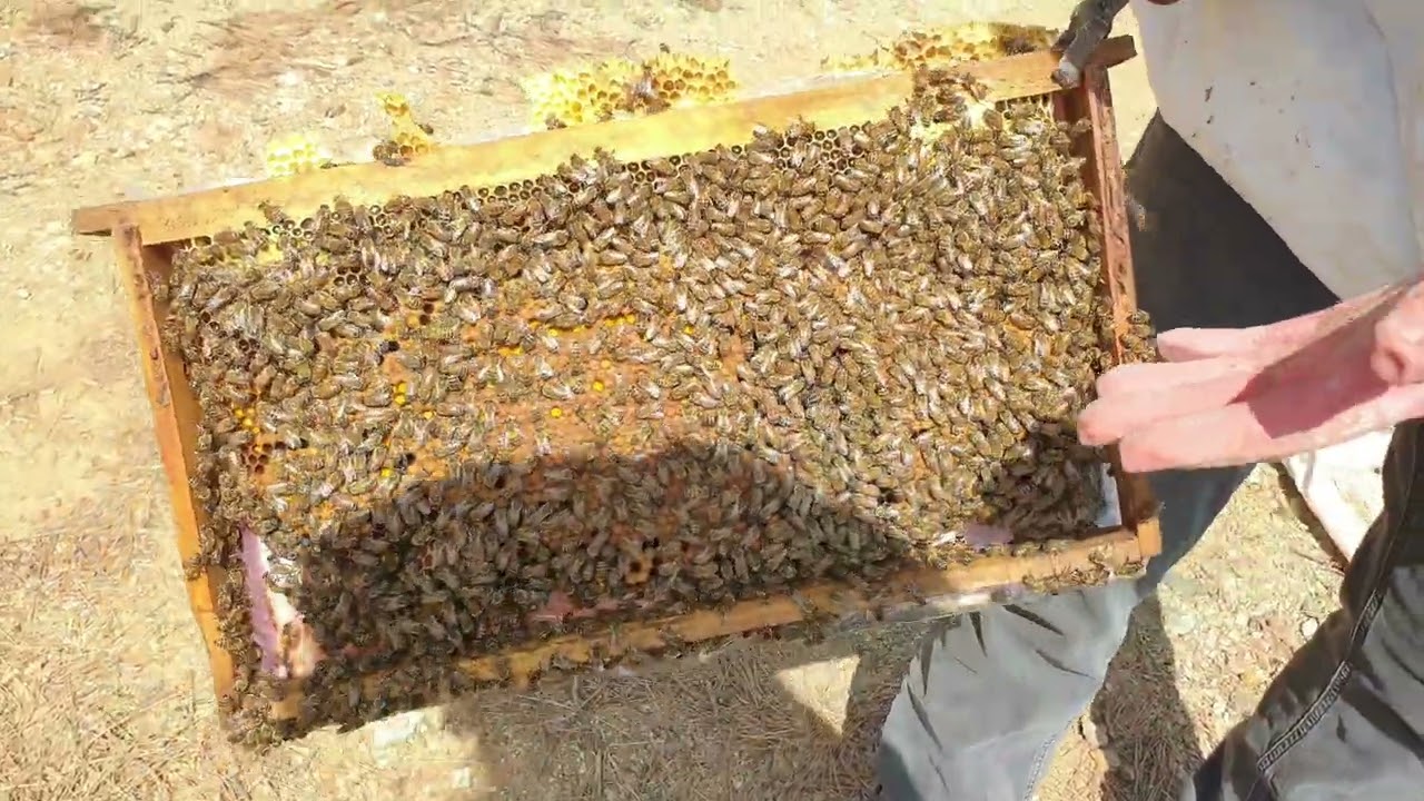 27 mart arımızın son hali 15 günde 5 petek verdik acı soguklar olduğu halde arımzı hiç aç bırakmadk