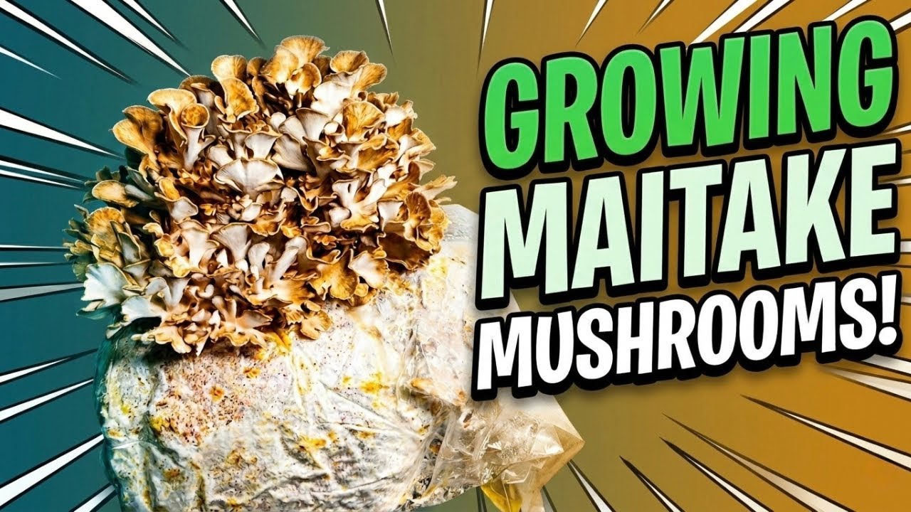 Maitake Mushroom Harvest Indoor Cultivation Hen of the Woods