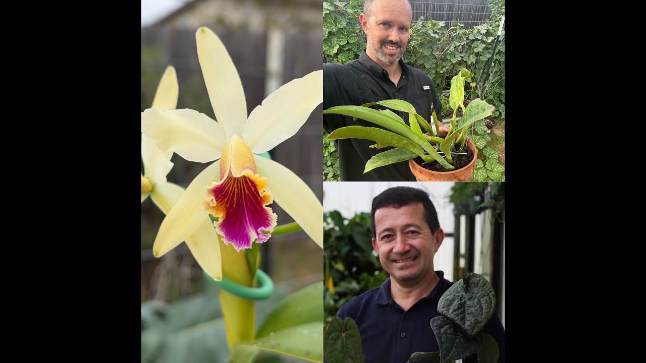 Cattleya luteola & Hybrids - Interview with Ivan Portilla (Ecuagenera)