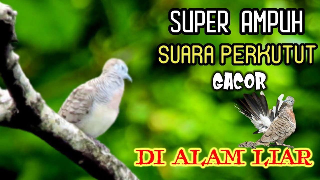 The alluring sound of the turtledove quickly comes and goes