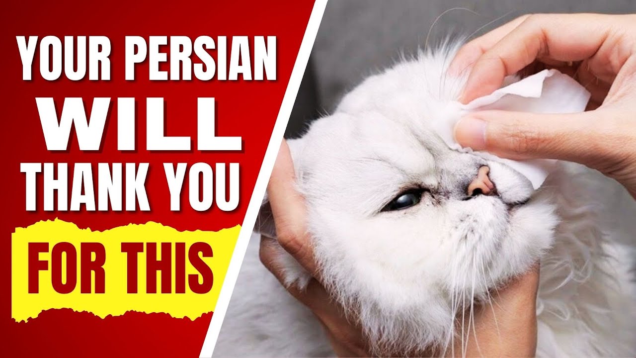 Stop Cleaning Your Persian Cat’s Eyes Wrong — Do THIS Instead