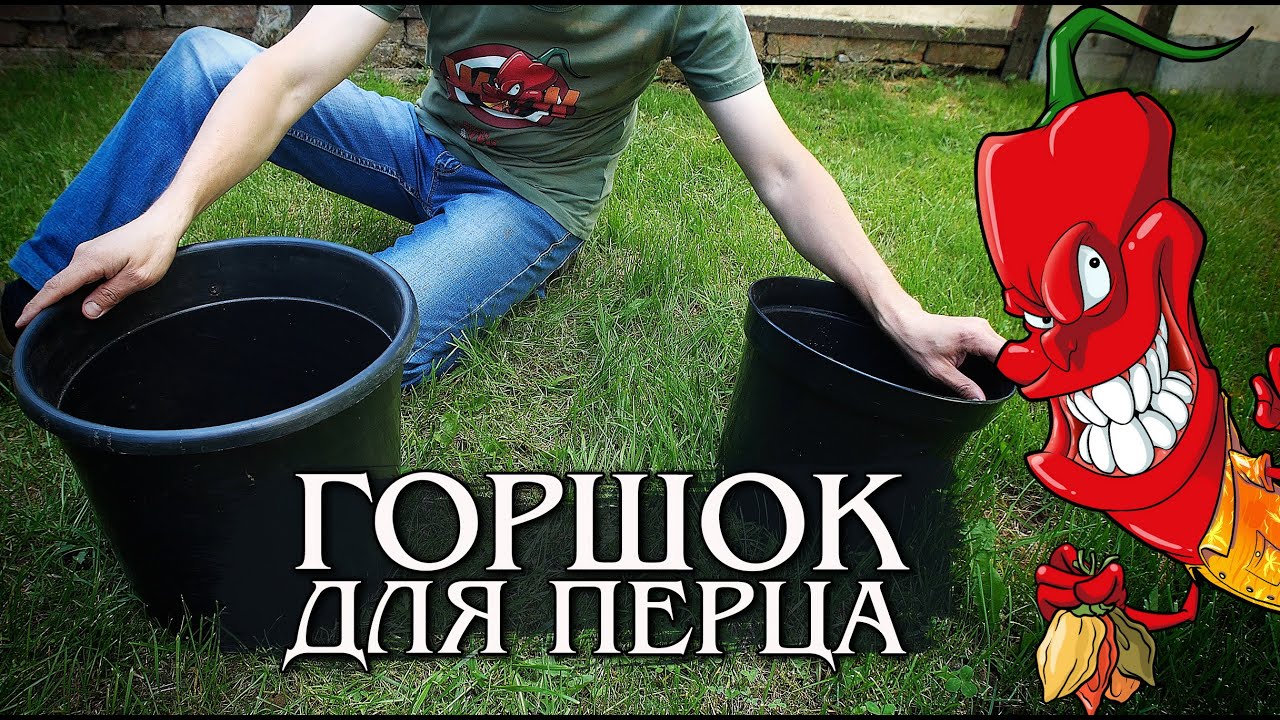 Горшок для перца. Размер имеет значение.