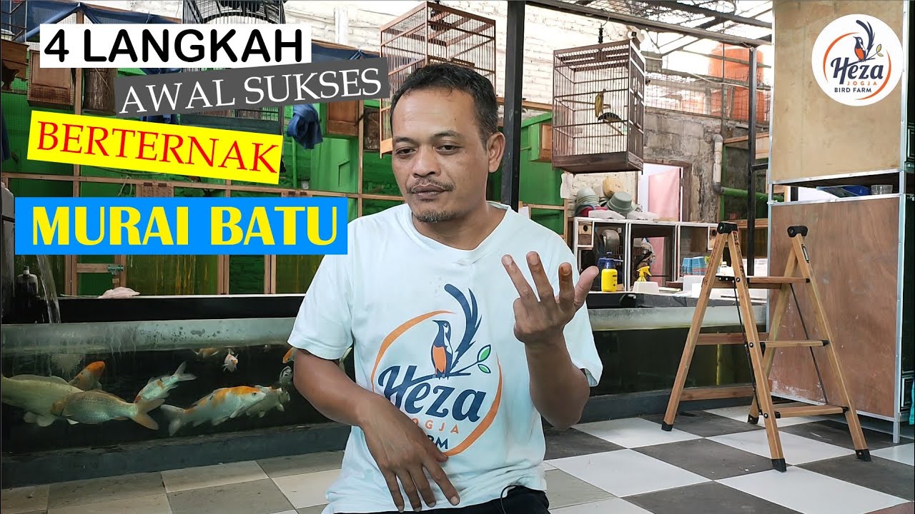 4 LANGKAH AWAL KUNCI SUKSES BETERNAK MURAI BATU
