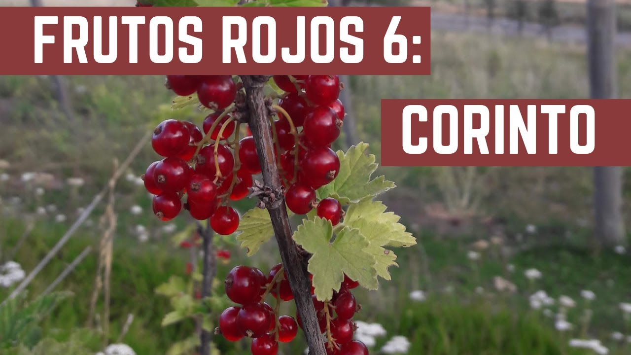 FRUTAS FINAS EPISODIO 6 - Corinto - Parrilla - Como Hacer Mermelada de Corinto