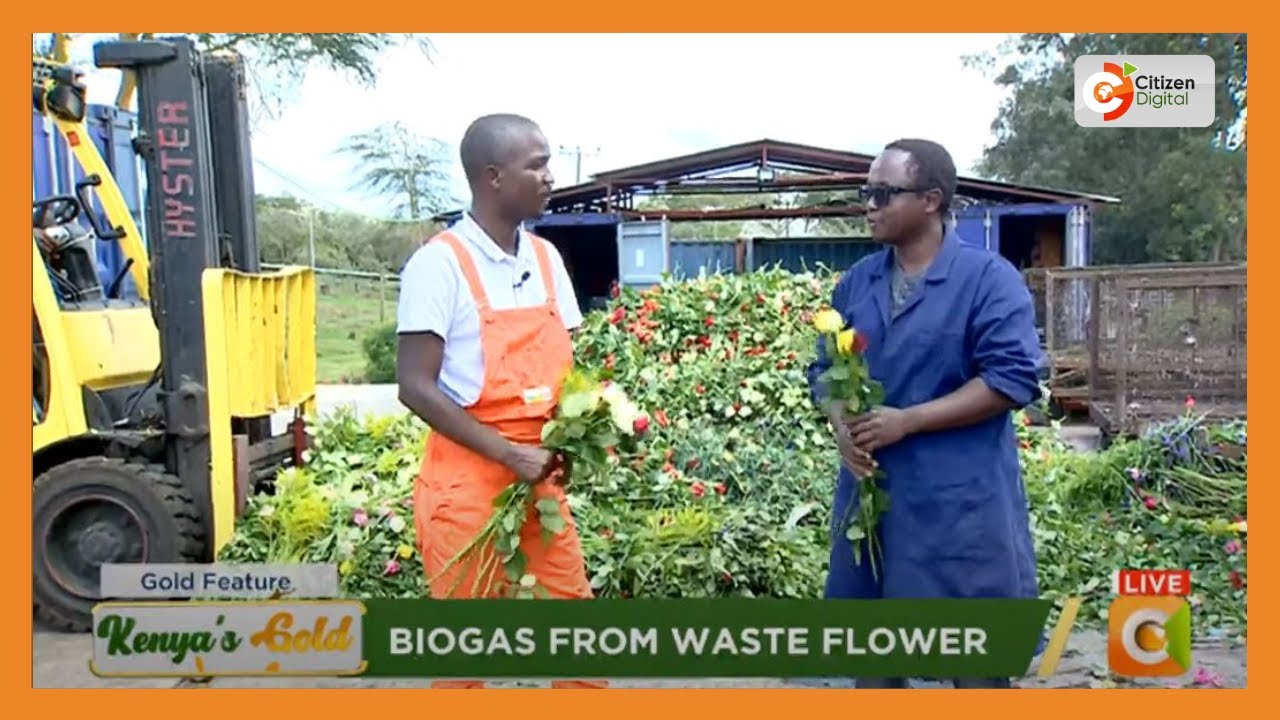 Kenya's Gold | How a Kenyan company is using waste flowers to make biogas