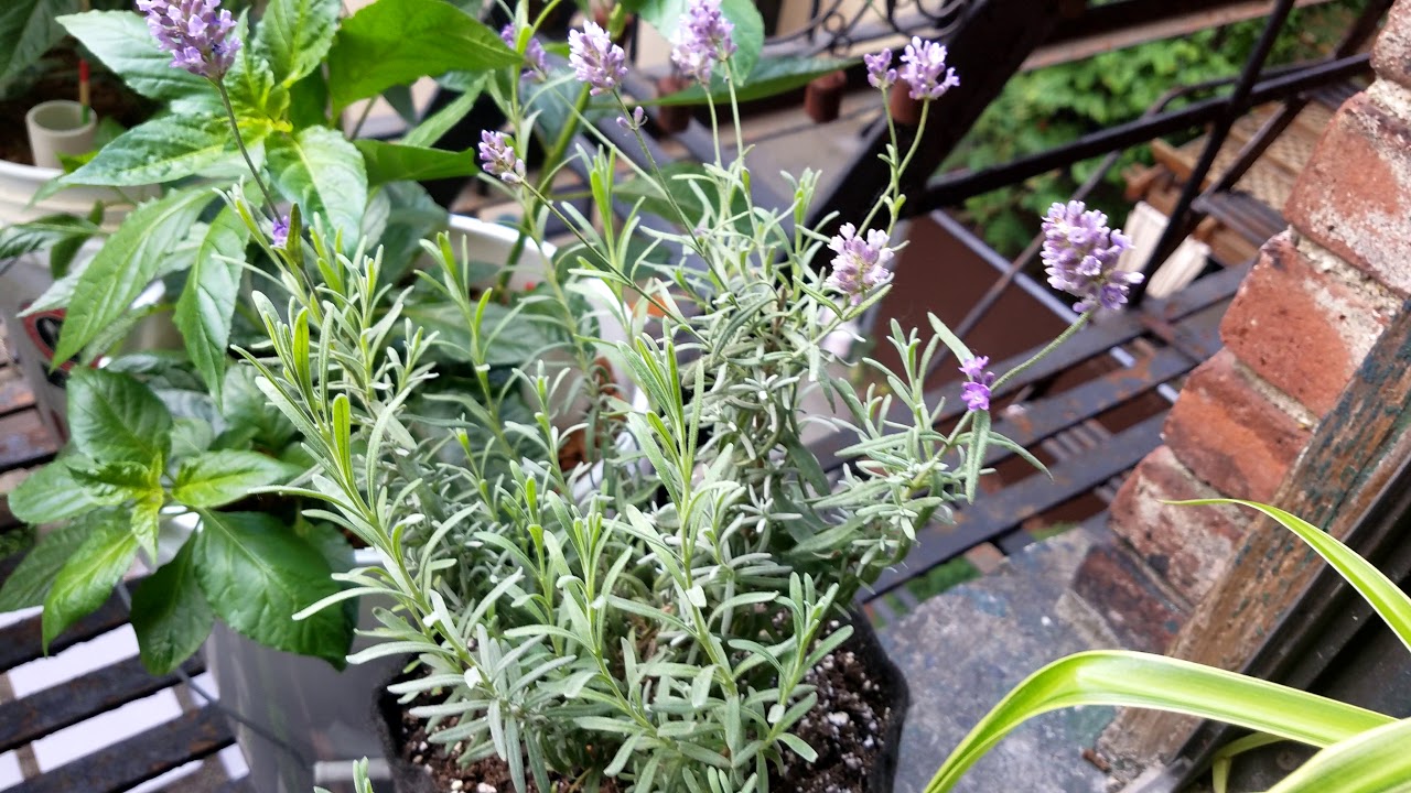 GroBucket update. Fire escape garden.