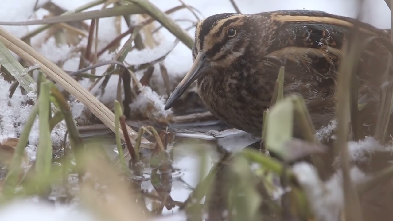Jack Snipe bouncing Director’s Cut