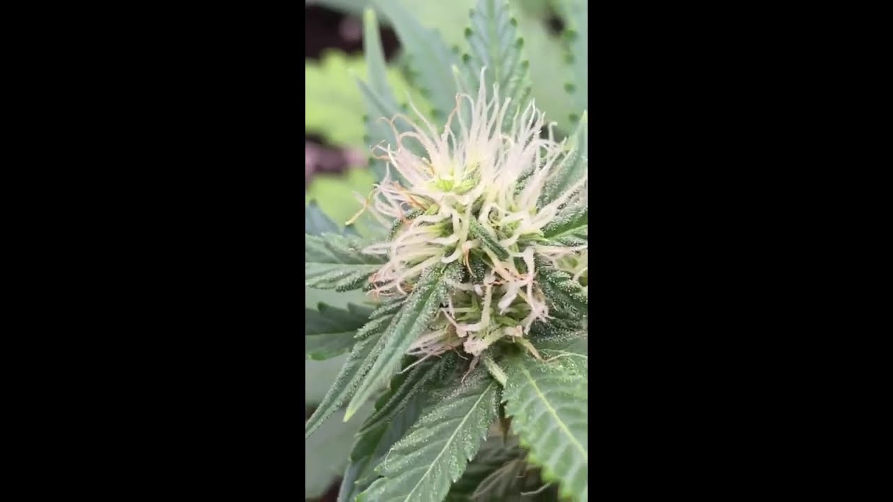 Day 39 Frosted Guava by Original Sensible Seeds