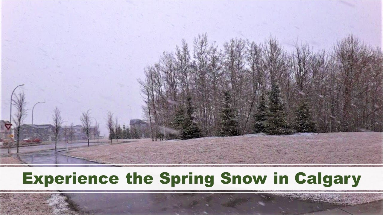 Experience the Spring Snow in Calgary | Alberta, Canada