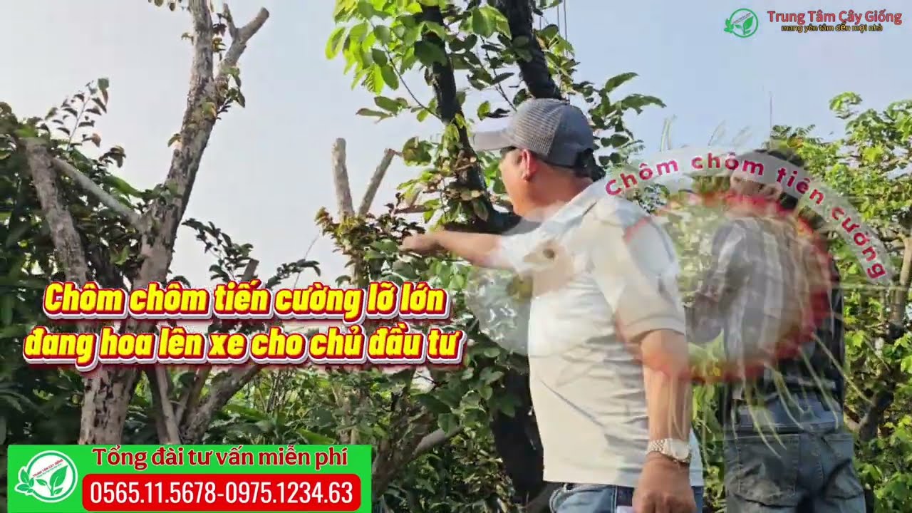 Chôm chôm tiến cường lỡ lớn đang hoa cho chủ đầu tư trồng khu nghĩ dưỡng sân vườn