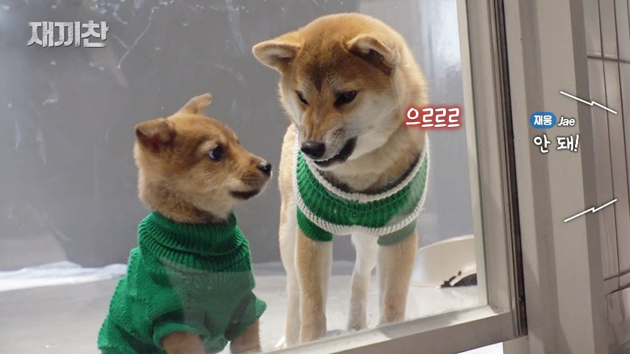 개동생한테 이빨 보인 시바견에게 수의사가 잔소리를 하자..