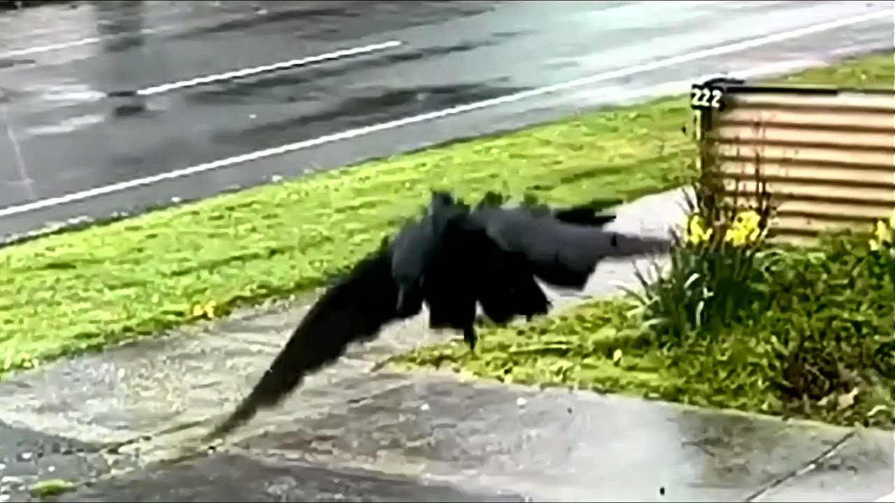 The Lucky Catch.