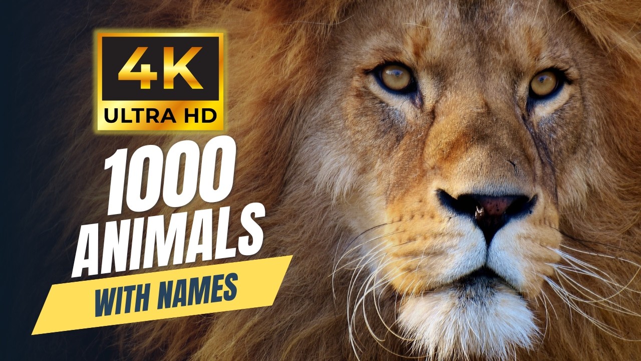 1000 ANIMALS NAMES 4K ULTRA HD | RELAXATION