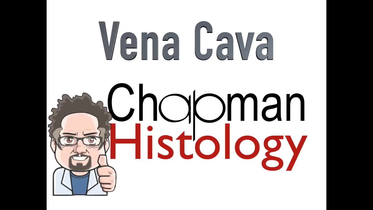 3 Min Histology Vena Cava