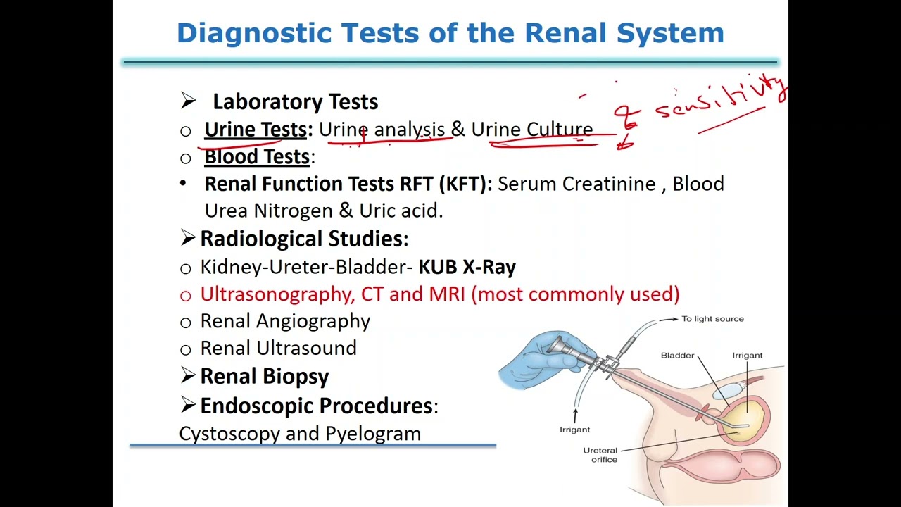 7- Kidney and Urinary Disorders (Part 1)