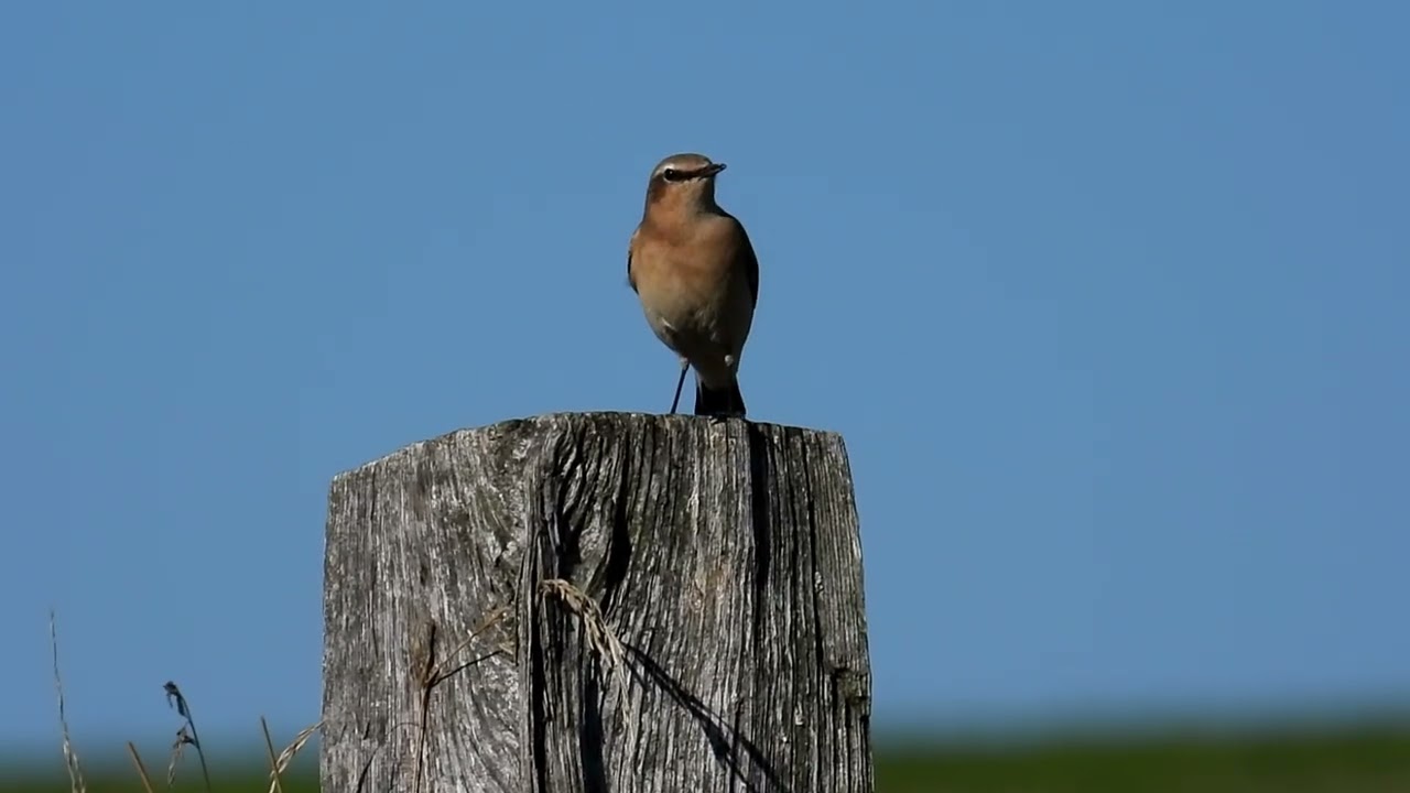 Bělořit šedý, Oenanthe oenanthe, Wheatear, 2025