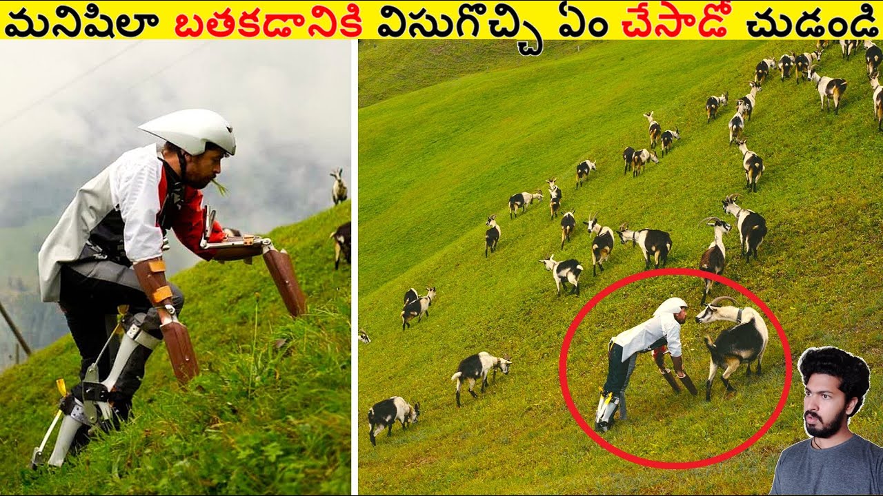 మనిషిలా బతకడానికి విసుగొచ్చి ఏం చేసాడో చుడండి || Amazing Facts Ever Listen Part 250 || ALK Facts