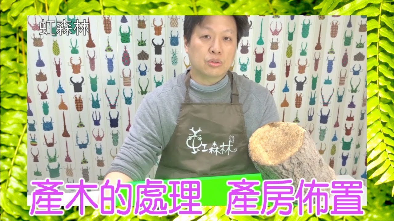 產木處理  鍬形蟲產房佈置  鍬形蟲交配之後 母鍬在哪裡生卵下蛋  如何幫鍬形蟲投產★ 虹森林chentsei甲蟲老師 ★