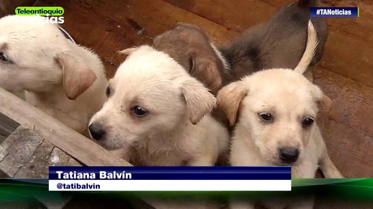 Albergue con 240 perros tiene orden de desalojo