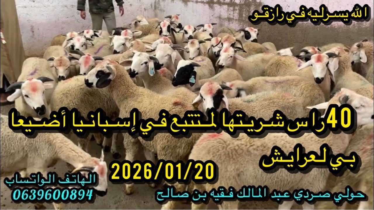 #بفضل الله #40راس شريتها #لمتتبع من إسبانيا أضيعا بي  لعرايش الله يربحو الله يسخر ليه 2026/01/20 