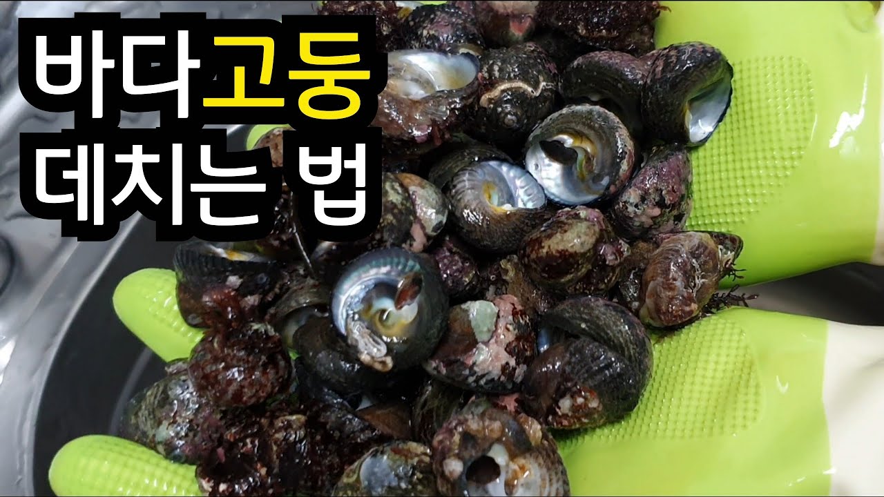 20년만에 맛보는 자연산 보말 세척&데치는방법(ft. 다슬기 바다고둥)