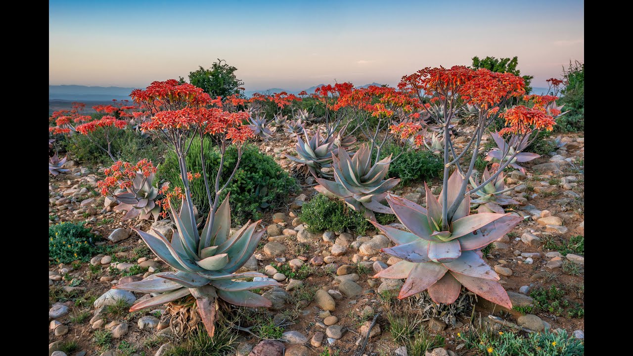 Landscape Photography - S2E6 - Coral aloes - Aloe striata in the Karoo