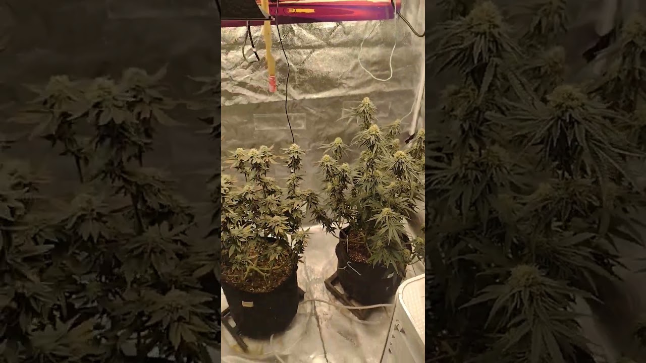 4x4 tent grow #indoorplants #marijuana#420 #cannabiscommunity #growing #shorts #weed #vivosun