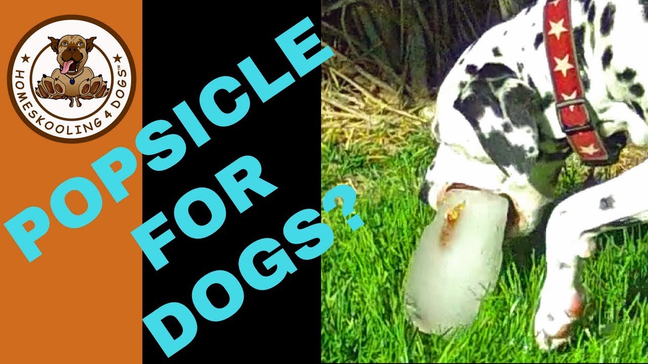 Frozen Ice Treat For Dogs!