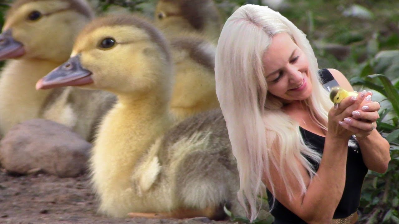 Muscovy Duck Farming - Week by Week Growth