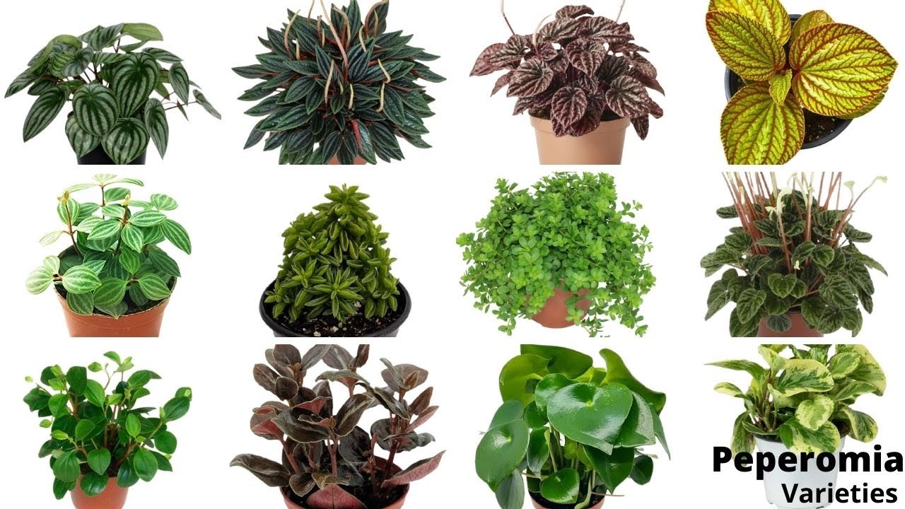 41 Stunning Peperomia Varieties You Will Love //Best Peperomia Types //Peperomia Varieties & Names