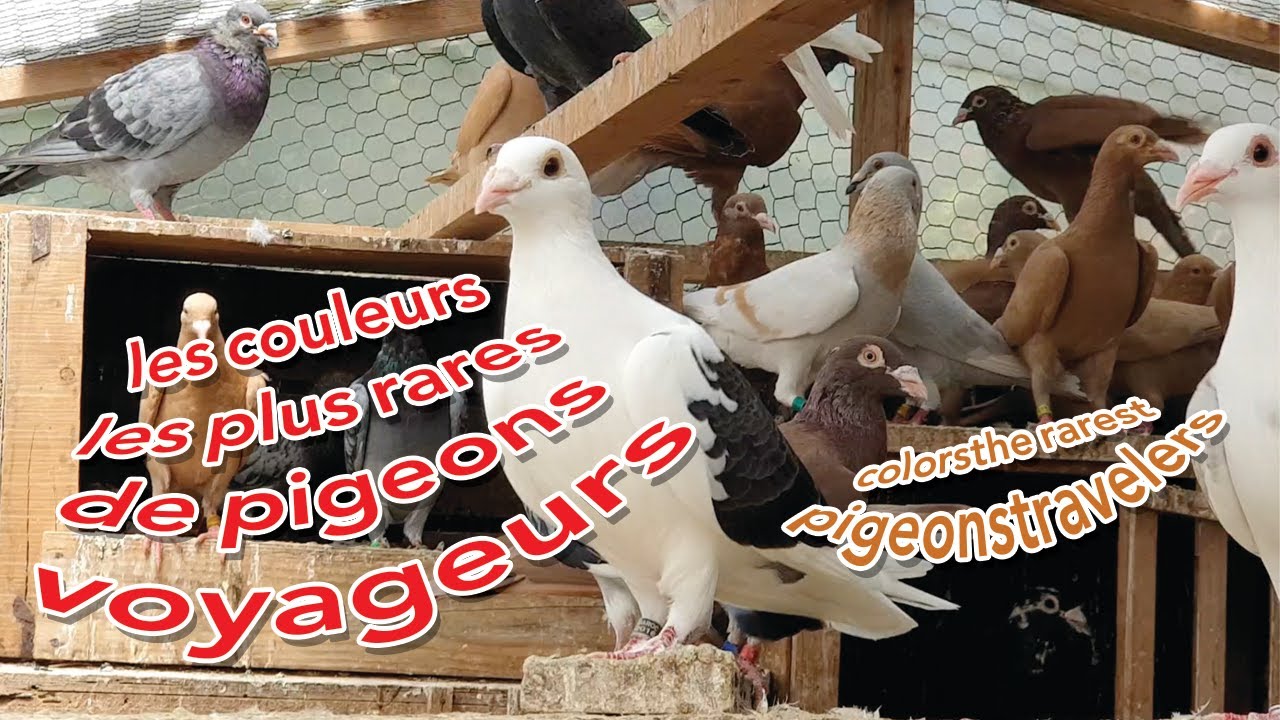 les couleurs les plus rares de pigeon voyageurs شاهد أندر أنواع و ألوان الحمام الزاجل الجزء الثاني
