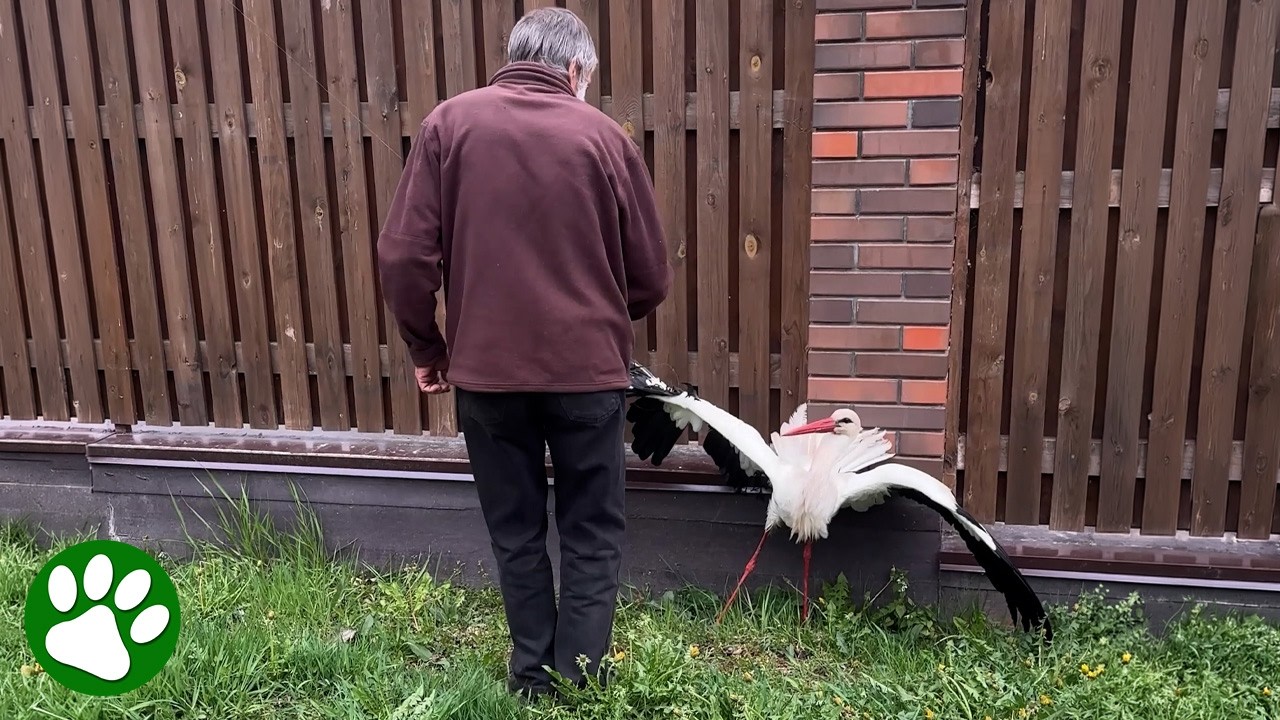 Man Approaches Desperate Stork Stuck in Wire 🫣