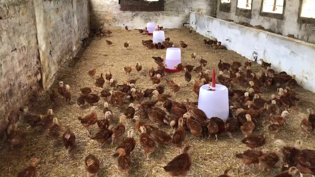 RIR Hen Farming | Punjab | Jalandhar