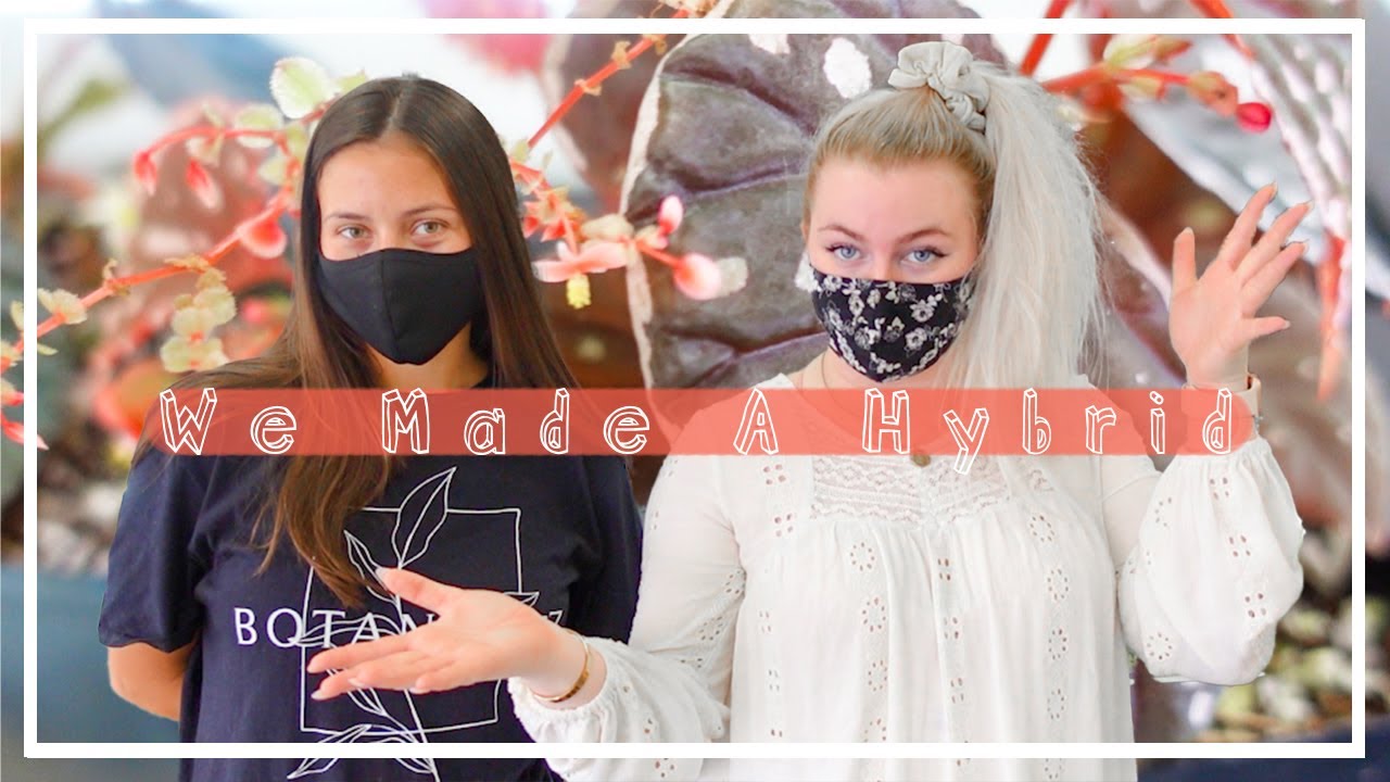 We Created a New Hybrid! Never Before Seen Houseplants & DIY Hybridization!!!