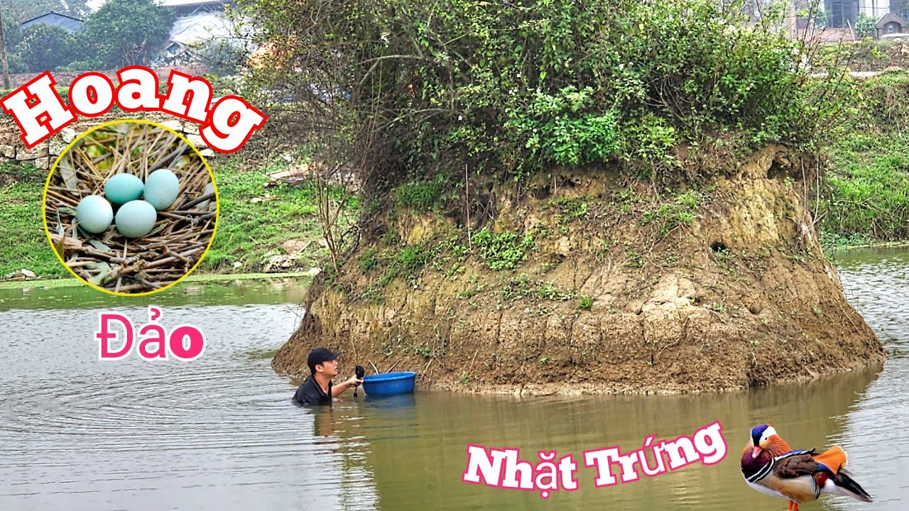 Kh&aacute;m Ph&aacute; Đảo Hoang V&agrave; Nhặt Trứng Của Kẻ Si&ecirc;u Bảo Vệ Tổ. //Long Đen TV