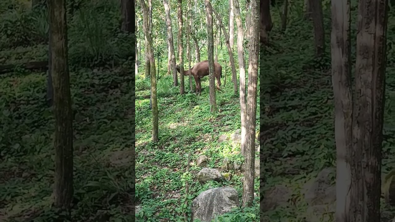 camel viral videos #camel #ytshorts #ytshortsvideo #shotshortsoffical #youtubeshorts #ytshort