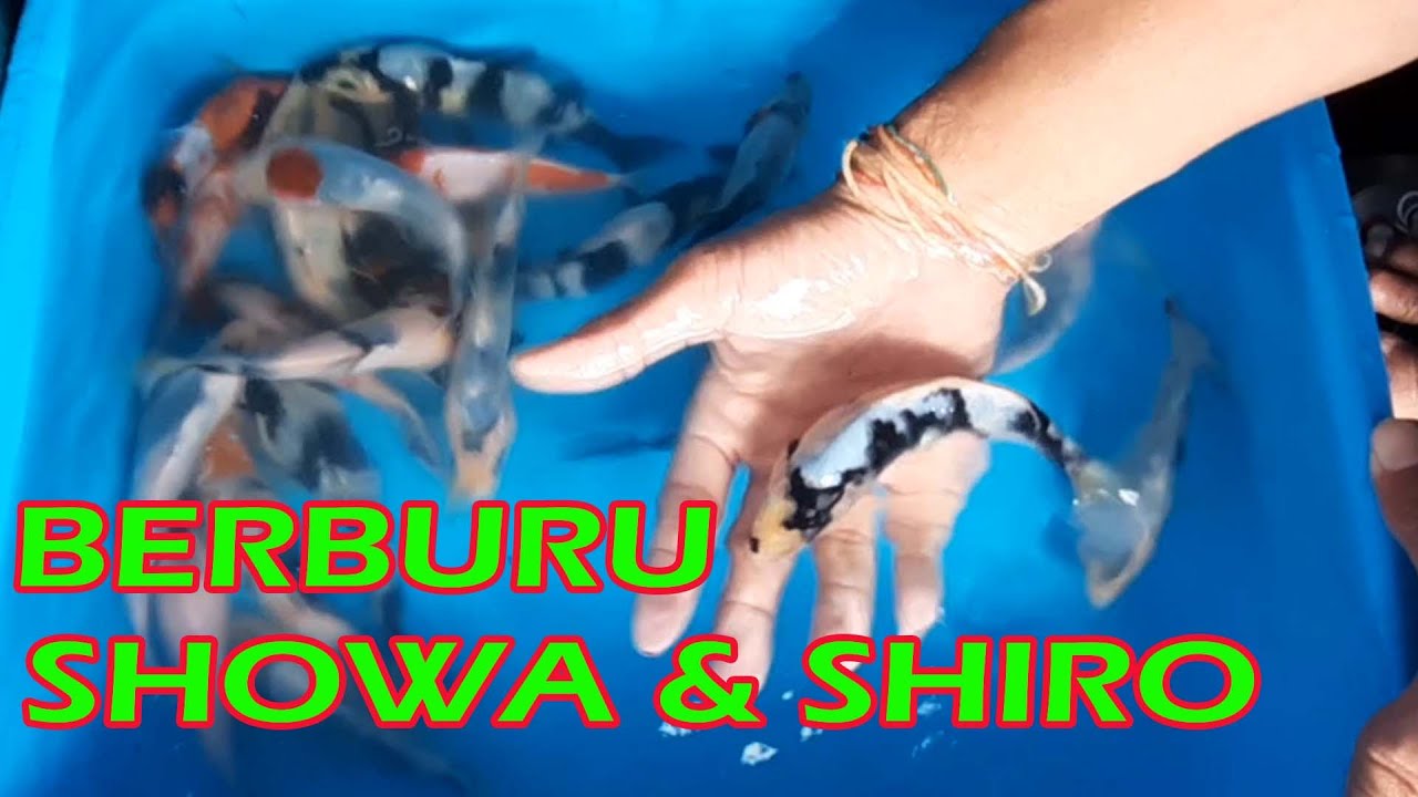 BERBURU TATEGOI SHOWA DAN SHIRO || BLUSUKAN HARI INI