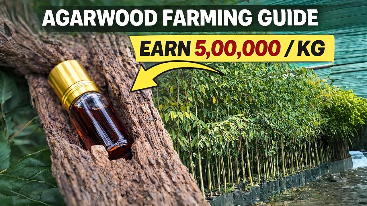 😱 One Plant = ₹5 Lakh | Agarwood Farming Business || 😱 एक पौधा = ₹5 लाख | अगरवुड की खेती का व्यवसाय 