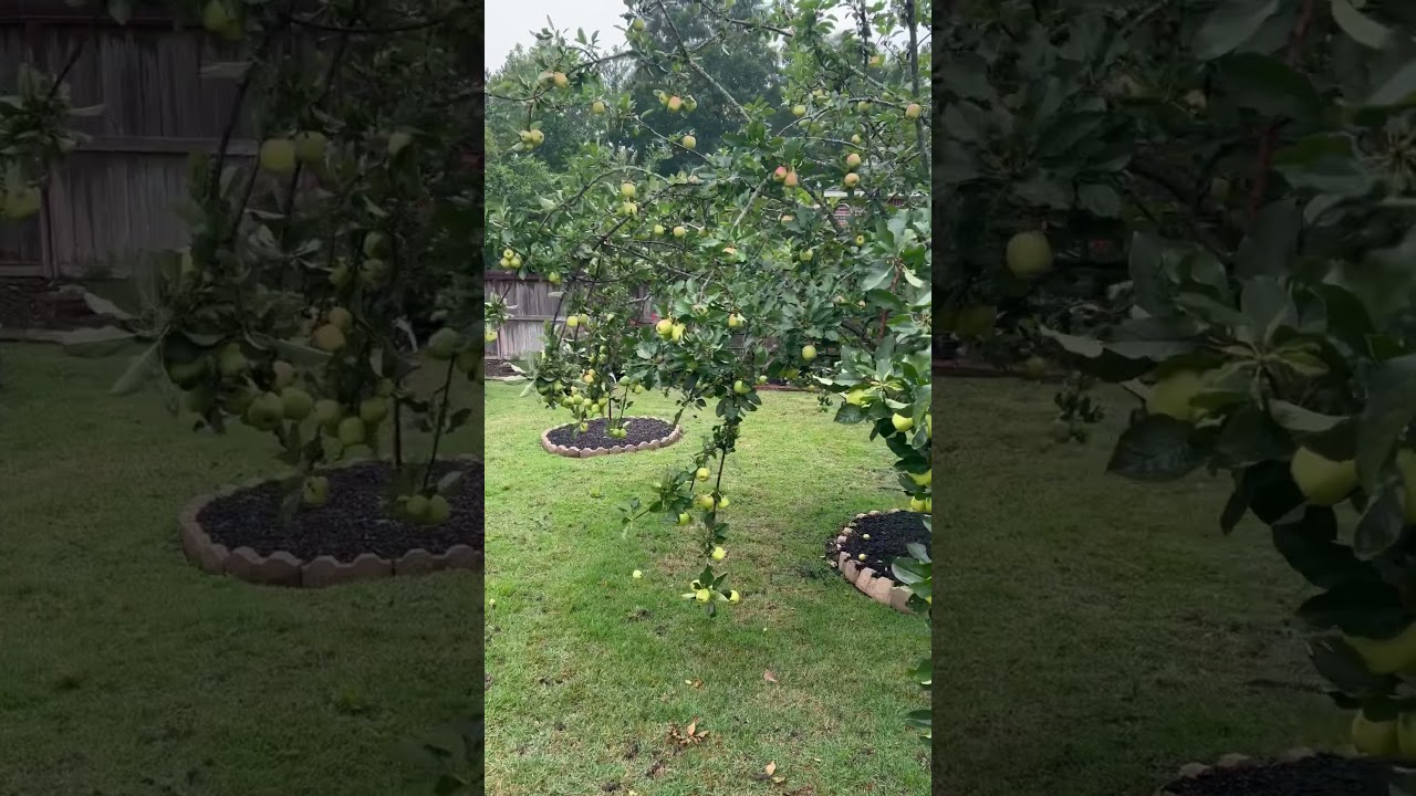 My sister&rsquo;s amazing apple tree growing in North Houston🍏