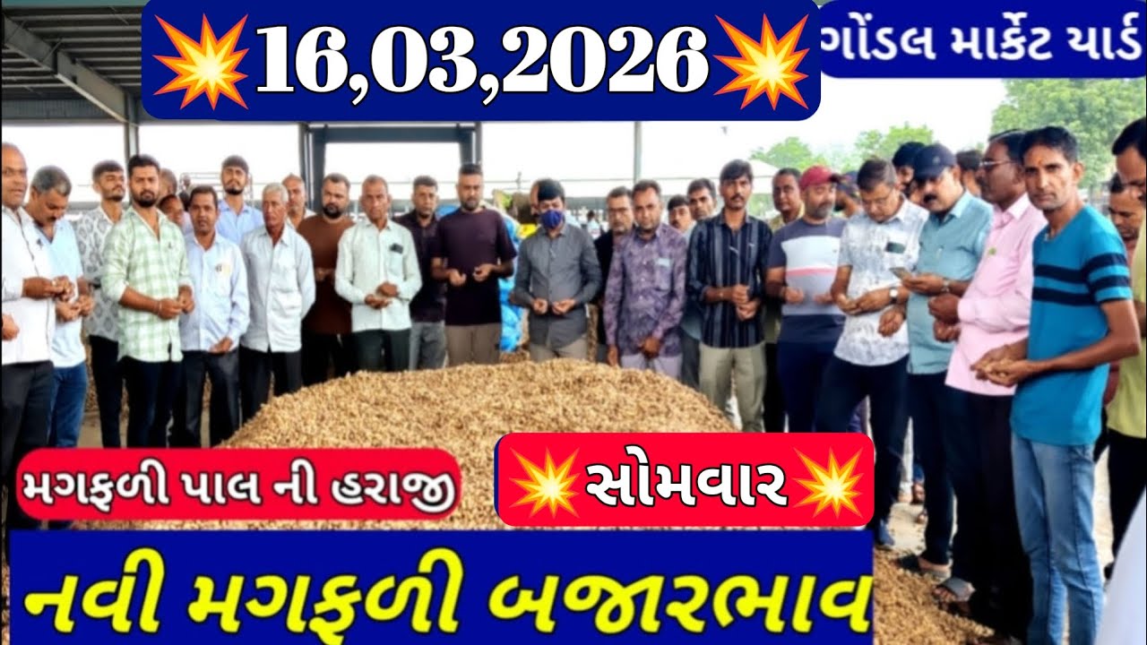 નવી મગફળીના બજાર ભાવ / ગોંડલ મગફળી ના બજાર ભાવ / આજના મગફળીના ભાવ / 16,03,2026